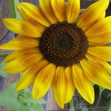 Ring of Fire Sunflower